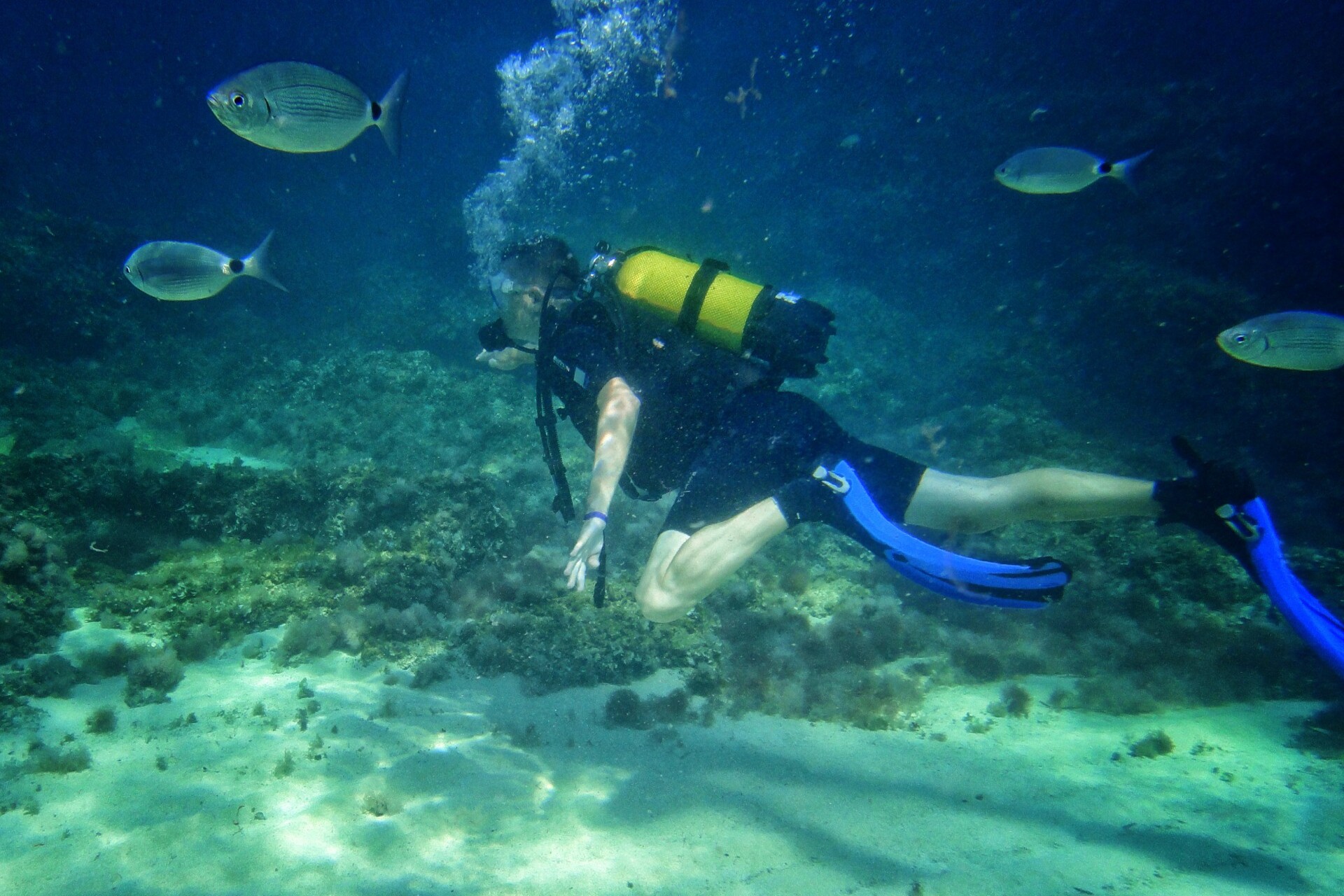 ダイビング